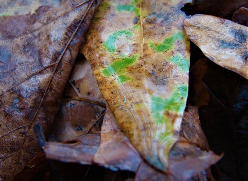 Seeing Hope in Science